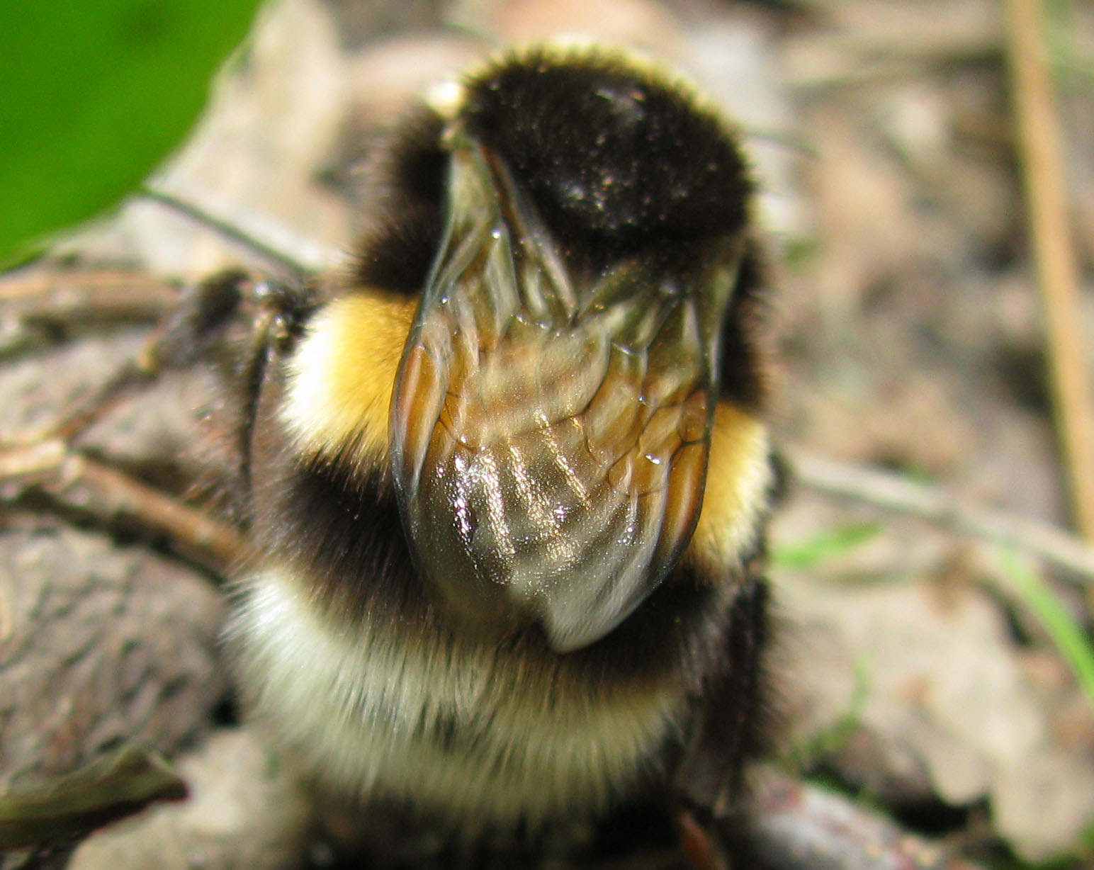 Bombus sp